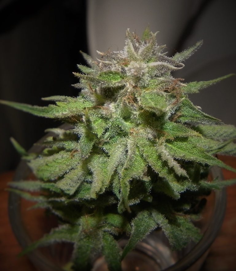 Another Strawberry OG (Cali Connection) selected for breeding with the Banner 1.0 (Darkhorse Genetics)pollen