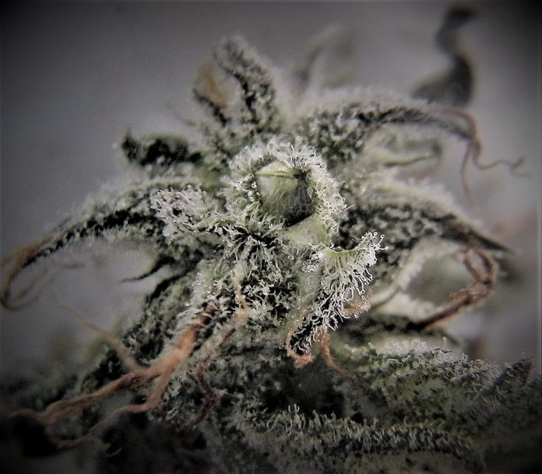 2014 picture of Alchemical Genetics' selected Strawberry OG originally bred by Cali Connection: (Banner#3 X Tahoe OG) pollenated with Banner 1.0 (Banner#3 X Strawberry Diesel F3) pollen.  This was the original F1 cross seed that created the "Dead Unicorn" line